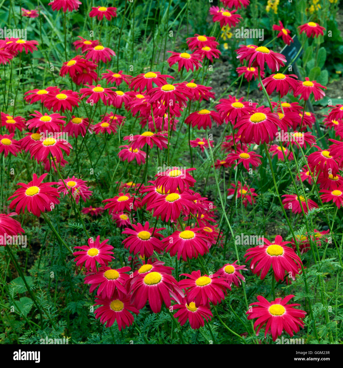 Tanacetum - `Bressingham Red' - Garden Pyrethrums   PER040351 Stock Photo
